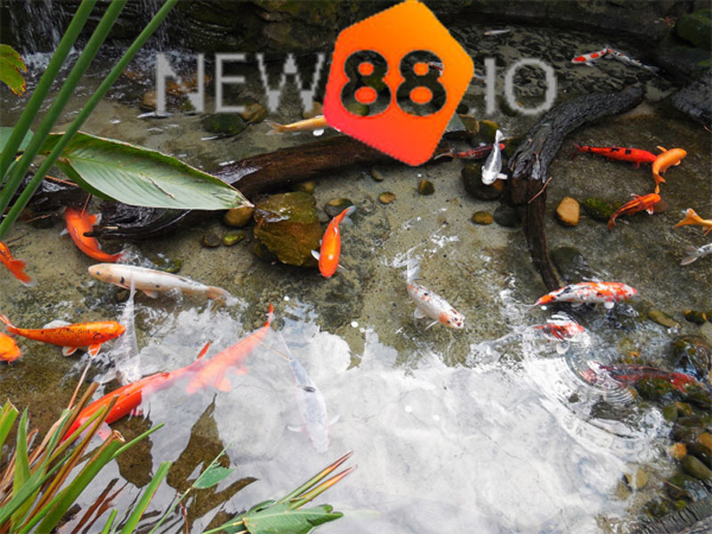 Mơ thấy ao cá nhà mình