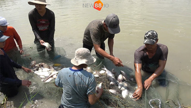 Thấy mình bắt cá báo hiệu điềm gì?