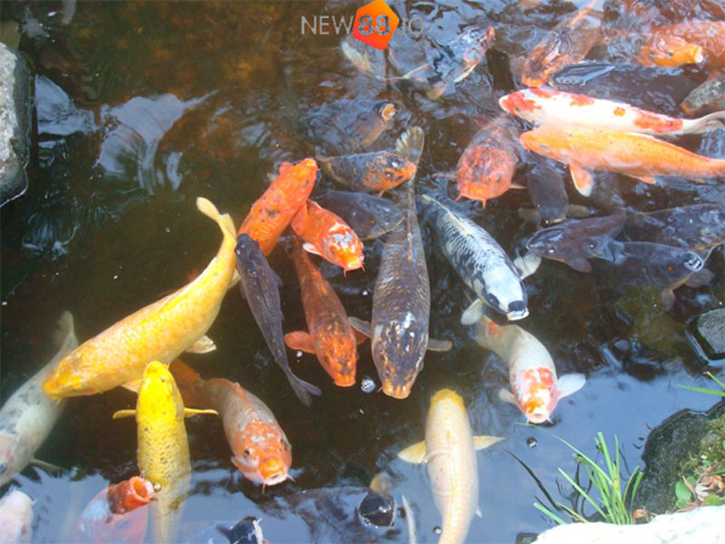 Mơ thấy nhiều cá trong ao