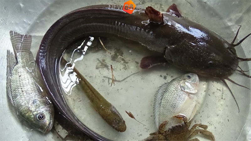 Mơ thấy cá trê đen là điềm gì?