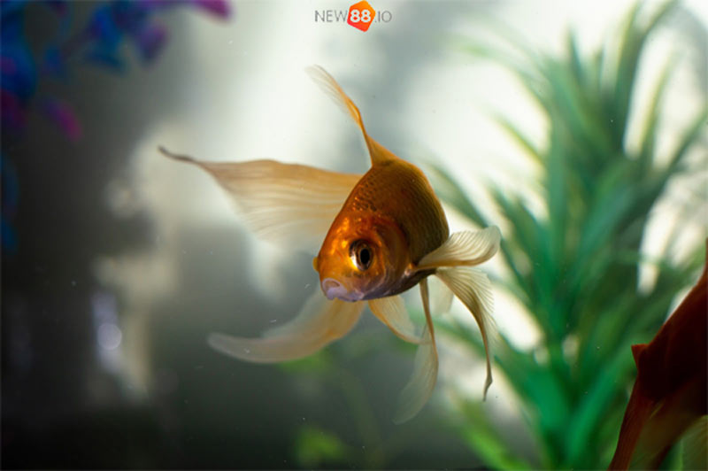 Nằm mơ thấy cá đánh con gì trúng lớn?