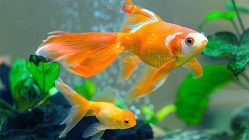 Ý nghĩa tâm linh khi nằm mơ thấy cá?